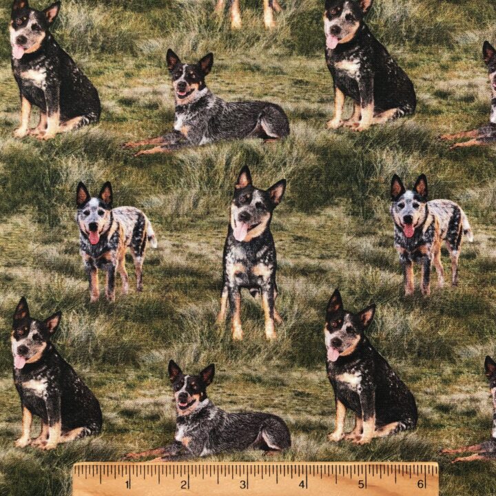 Merino Muster - Blue Heeler Dog on Grass